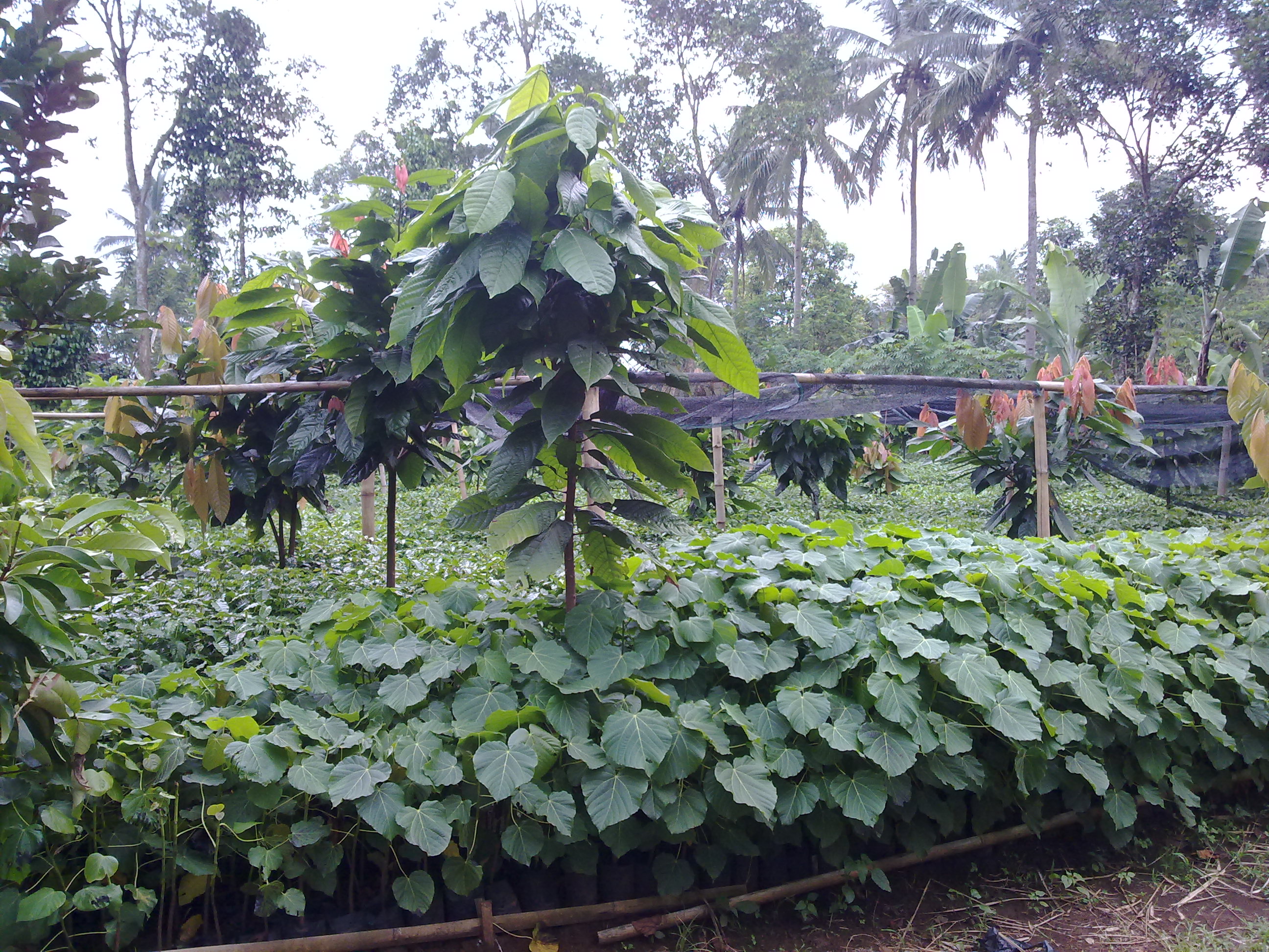 آلئوریتس تریسپرما